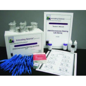 Dna /Chromosome Staining Lab Activity